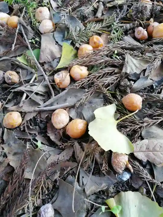 網戸神社の自然