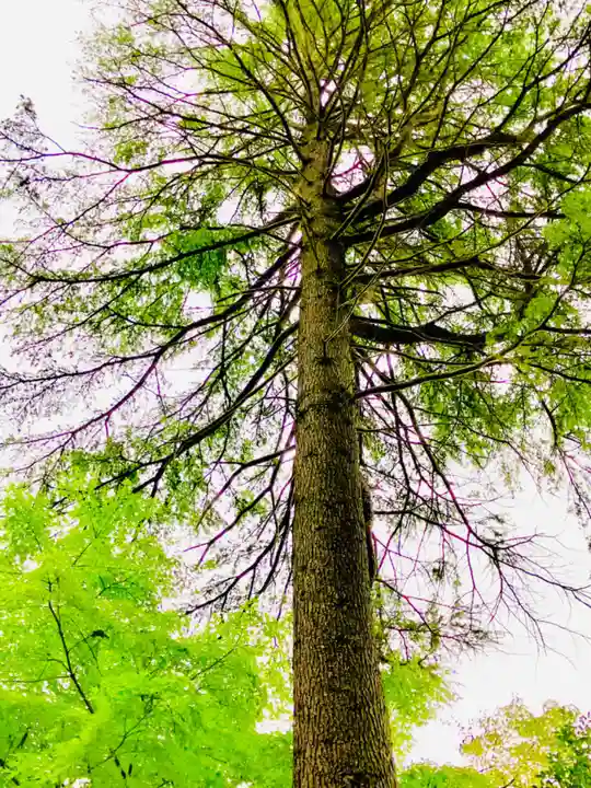 胎安神社の自然