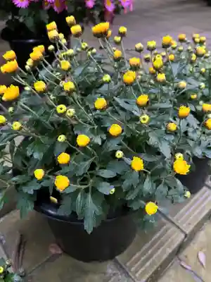 大宮温泉神社(栃木県)