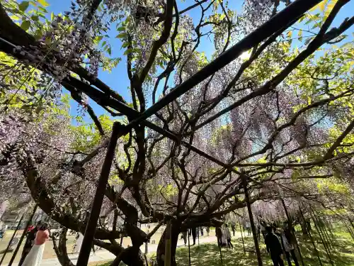 天台宗 五大山 白毫寺(兵庫県)