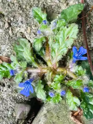 秋葉神社(和歌山県)