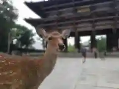 東大寺の動物