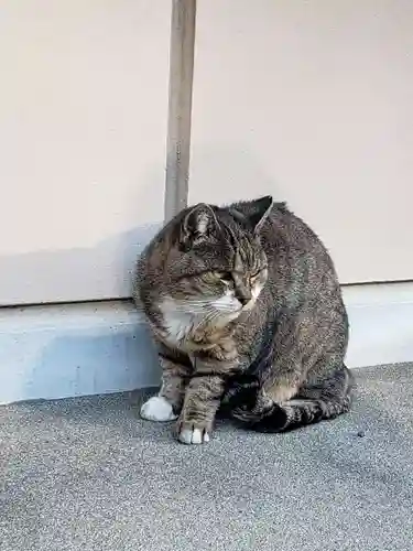 白金氷川神社の動物