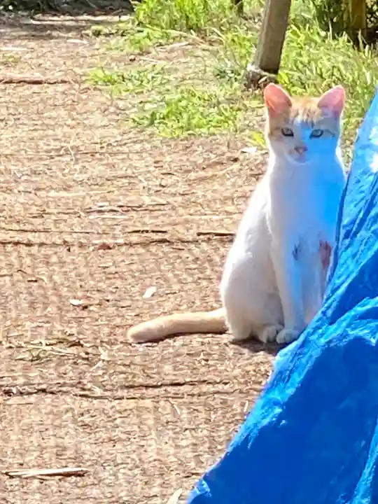 菱野健功神社の動物