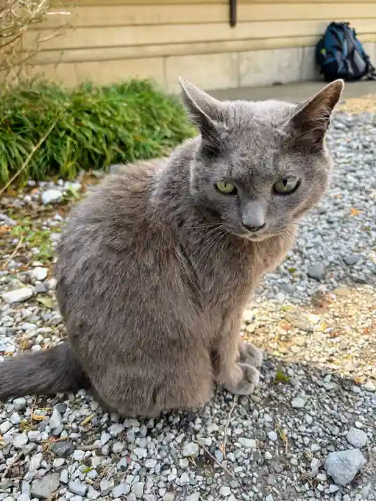佐野赤城神社(栃木県)