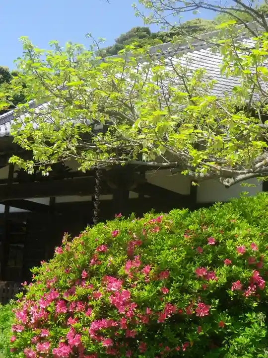 浄光明寺の自然