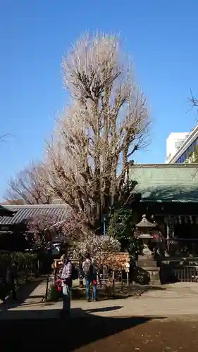 五條天神社の自然