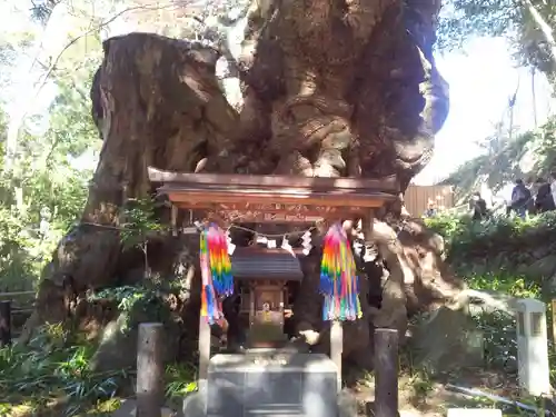 來宮神社の自然