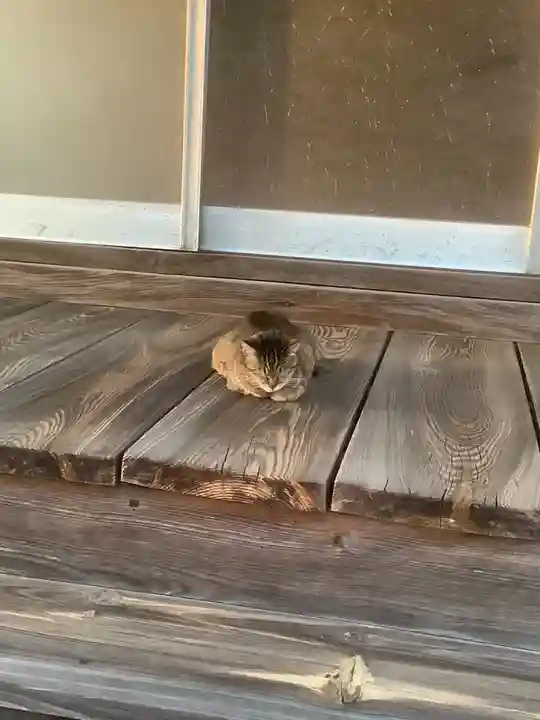 阿弥陀律寺の動物