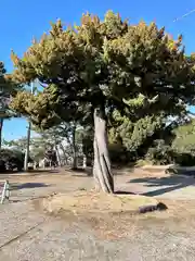 森戸大明神（森戸神社）(神奈川県)