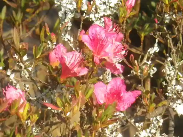 浄光明寺の自然