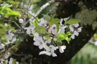 国宝 大法寺の庭園