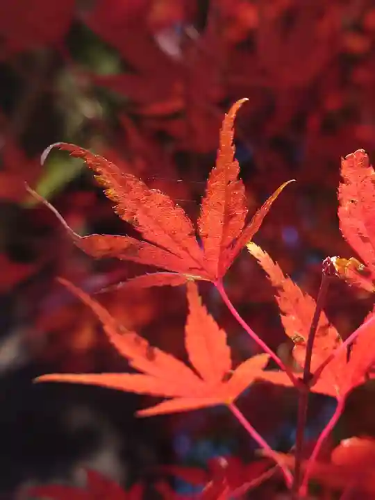 赤城神社(群馬県)