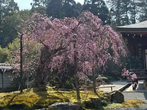 西芳寺の{uncategorized: "未分類", other: "その他", undefined: "問題あり", building: "その他建物", grave: "お墓", sacred_gate: "鳥居", guardian: "狛犬", statue: "像", buddha: "仏像", history: "歴史", nature: "自然", garden: "庭園", animal: "動物", pagoda: "塔", temizu: "手水舎", mountain_gate: "山門・神門", sanctuary: "本殿・本堂", subordinate: "末社・摂社", art: "芸術", scenery: "景色", jizo: "地蔵", ema: "絵馬", goshuin: "御朱印", omikuji: "おみくじ", items: "授与品その他", amulet: "お守り", goshuincho: "御朱印帳", eats: "食事", festival: "お祭り", votive_dance: "神楽", shichigosan: "七五三参", wedding: "結婚式", experience: "体験その他", initially: "初詣", around: "周辺", anti_infection: "感染症対策"}