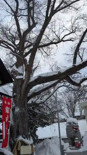 豊平神社の自然