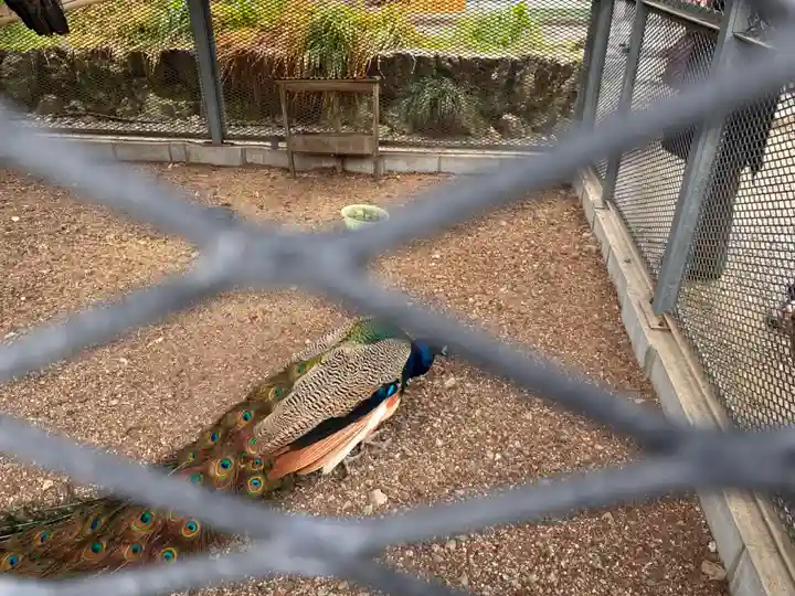 天台宗 五大山 白毫寺の動物