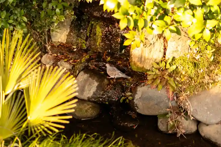 武蔵一宮氷川神社(埼玉県)