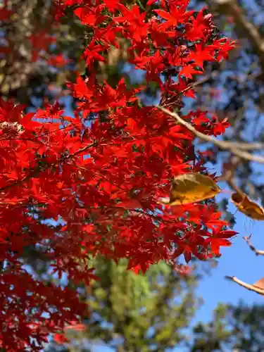 北口本宮冨士浅間神社の自然