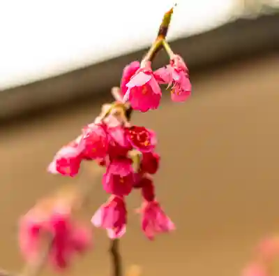 加藤神社(熊本県)