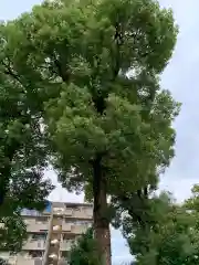 大利神社(大阪府)