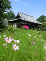 般若寺 ❁コスモス寺❁の自然
