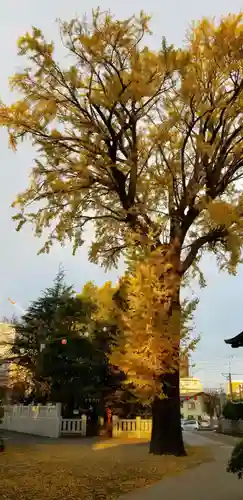 葛西神社の自然