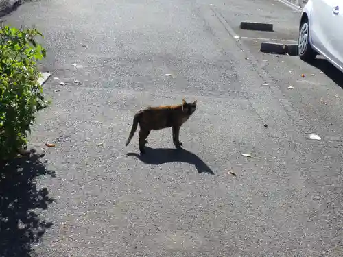 折上稲荷神社の動物