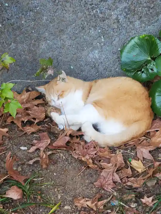 唐澤山神社の動物