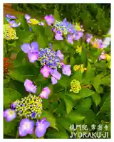 【公式】龍門院常楽寺(秩父札所十一番)(埼玉県)