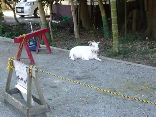 出雲大社相模分祠の動物