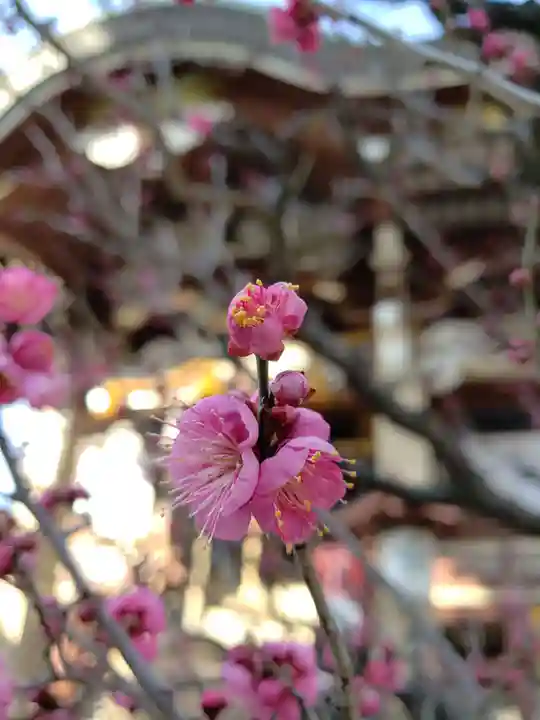 諏訪神社の自然