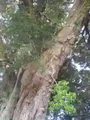 香取神社の自然