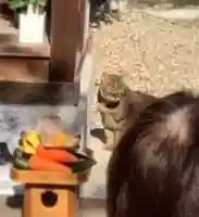 三輪神社の動物