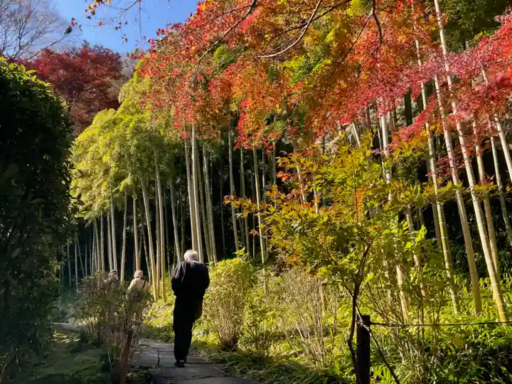 長壽寺(長寿寺)の自然