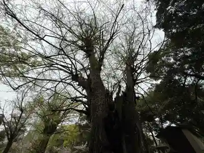 赤坂氷川神社(東京都)