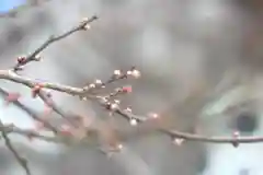 北野天満宮の自然