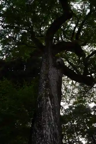 日吉大社の自然