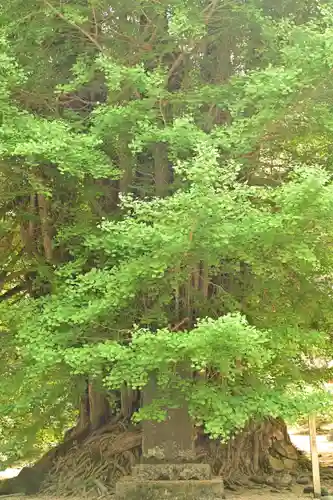 正法寺(埼玉県)