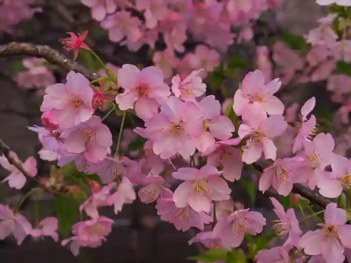 元三島神社の自然