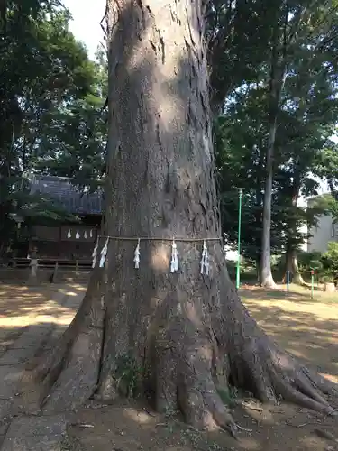 八王子神社の自然