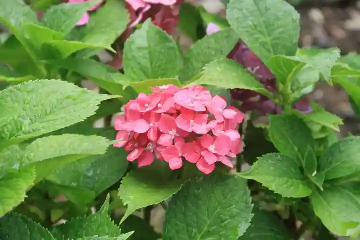 阿久津「田村神社」(郡山市阿久津町)旧社名:伊豆箱根三嶋三社の庭園