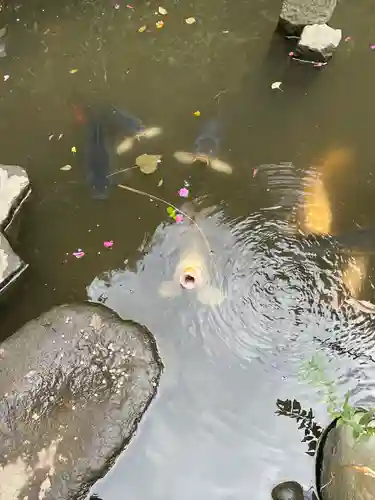大綱金刀比羅神社(神奈川県)
