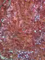 厚別神社(北海道)