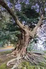 平潟八幡神社の自然