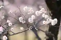 多治速比売神社の自然