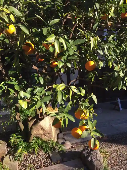 大國魂神社の自然