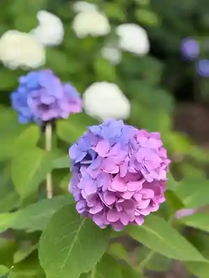 白山神社(東京都)