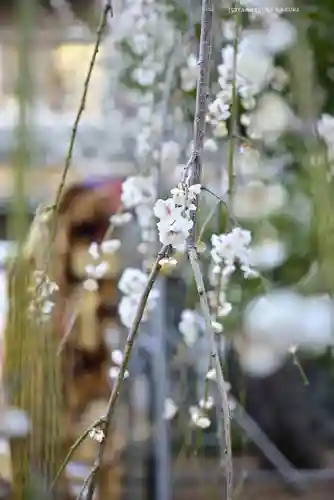湯島天満宮(東京都)