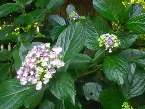 御霊神社の自然
