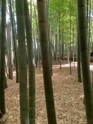 報国寺(神奈川県)